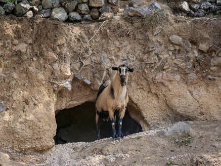 Ziege auf der Insel Nisyros, Dodekanes, Griechische Inseln, Griechenland, Europa - RHPLF33555