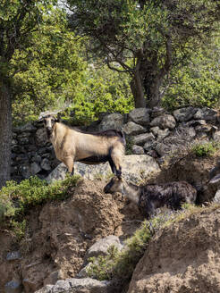 Goat at Nisyros Island, Dodecanese, Greek Islands, Greece, Europe - RHPLF33571