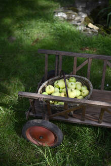 Basket of fresh apples on wooden cart - GISF01048