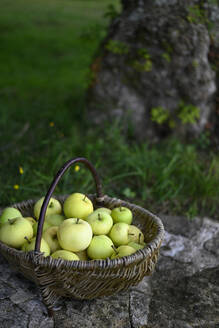 Basket of fresh green apples - GISF01050