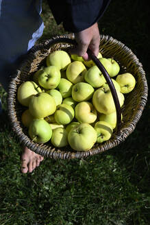 Hand of man carrying basket of fresh green apples - GISF01051