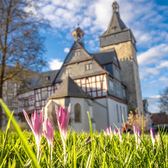 Deutschland, Hessen, Bad Camberg, Rosa Krokusse blühen vor dem Camberger Obertor - MHF00777