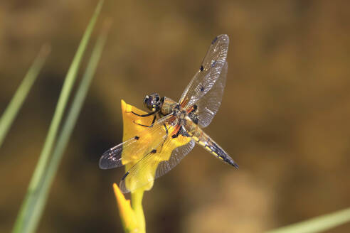 Dragonfly perching on yellow blooming flower - JTF02405