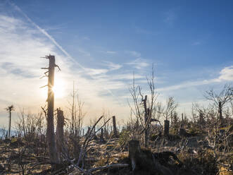 Germany, Bavaria, Sun setting over bare trees in Bavarian Forest - HUSF00345