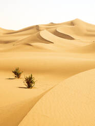 Morocco, Mhamid, Erg Chegaga, Erg M`Hazil, Sahara desert, sand dune - DSGF02512