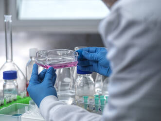 Cell Research, Scientist preparing cell cultures in a flask for cutting edge pharmaceutical research. Cell jar, cell research, cells, growing, biology biotechnology genetic research, cell biology, cell editing stem cell therapy, biomedicine, pharmaceutical research, sample, experiment, advancement, new medicines, future science, STEM, innovation, lab equipment, gloved hand, - ABRF01173