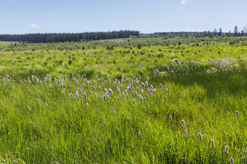 Belgium, Les Ardennes, Wallonie, High Fens Nature Park, White Knotweed in High Moor landscape, with White Knotweed, 