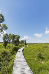 Belgium, Les Ardennes, Wallonie, High Fens Nature Park, boardwalk through High Moor landscape, 