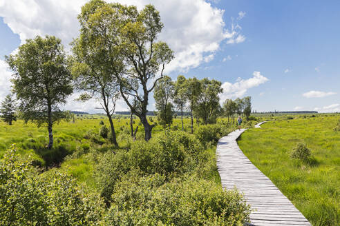 Belgium, Les Ardennes, Wallonie, High Fens Nature Park, woman hiking along boardwalk through High Moor landscape of Poleur Fens, 