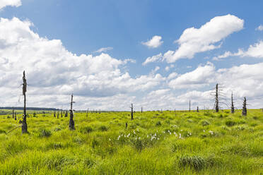 Green moor on plateau of High Fens Nature Reserve in Belgium, Europe - GWF08022