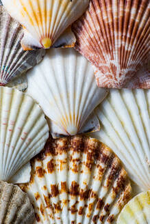 A close-up shot displaying a variety of colorful seashells with intricate patterns, textures, and hues - ADSF54057