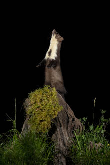 An alert polecat stands on hind legs atop a moss-covered stump, curiously scanning the night sky against a stark black background - ADSF54093