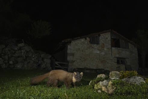 Ein Baummarder wird in einem seltenen nächtlichen Moment eingefangen, seine Augen glitzern, während er in der Nähe einer alten, von Dunkelheit umgebenen Steinhütte nach Nahrung sucht - ADSF54094