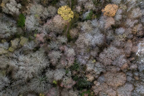 Eine Aufnahme von oben, die ein Mosaik aus bunten Bäumen im Rio Dulce Natural Park zeigt, das die vielfältige Palette der Natur präsentiert. - ADSF54102