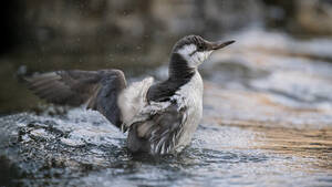 A common guillemot flaps its wings, creating splashes in the water, capturing a moment of natural beauty and action - ADSF54133