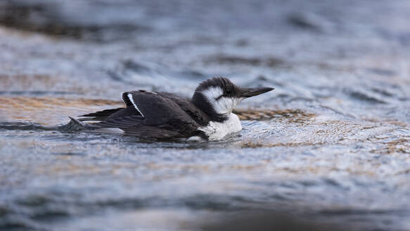 A juvenile guillemot bird rests on the water's surface amidst gentle ripples, showcasing its natural habitat and behavior - ADSF54134