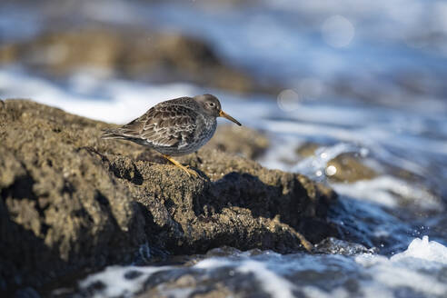 A dusky sandpiper braves the frothy waves, standing on a rocky shore with water droplets caught in midair - ADSF54136
