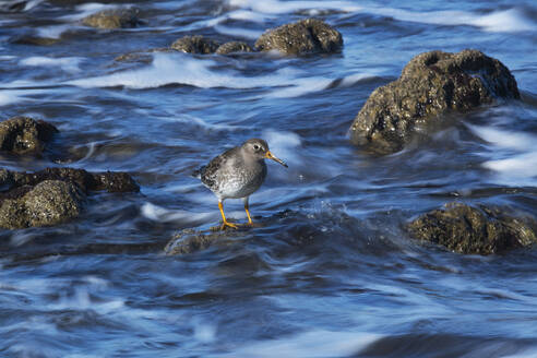 A dusky sandpiper stands on wet rocks as gentle waves blur around it, showcasing the bird's serene poise in its natural coastal habitat - ADSF54138