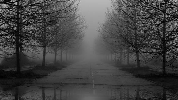 A haunting monochrome image capturing a desolate pathway shrouded in mist, with bare Plane trees standing sentinel on either side. - ADSF54145
