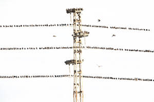 Common Starling Birds neatly aligned on the multiple wires of a transmission tower, with a clear sky in the background - ADSF54149