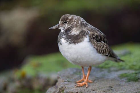 A solitary Ruddy Turnstone bird stands on a rocky surface with a soft-focus background - ADSF54151