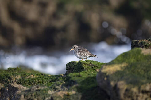 A shorebird stands on green moss-covered coastal rocks with the ocean surf blurred in the background - ADSF54152