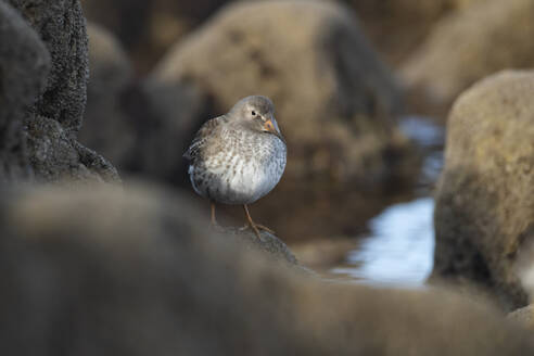 A speckled shorebird stands on one leg amongst dark coastal rocks, with soft focus in the background emphasizing the bird - ADSF54153