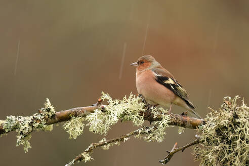 A common chaffinch sits peacefully on a mossy branch, its plumage a soft contrast to the rain-soaked atmosphere - ADSF54155