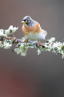 A detailed portrait of a brambling, with its colorful plumage, sitting on a branch covered in delicate lichen against a muted background - ADSF54159