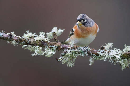 A brambling finch with its striking orange breast rests on a frosty branch entwined with white lichen, against a soft grey backdrop - ADSF54161