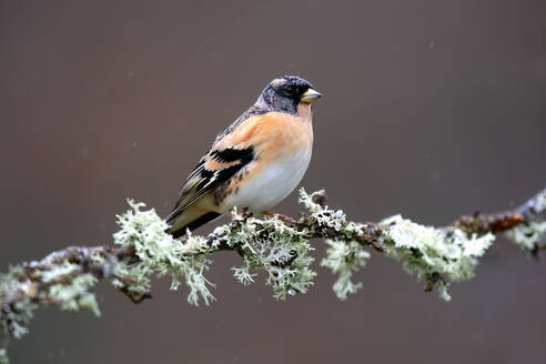 Elegantly perched, this brambling finch with striking black and orange markings stands out against the muted backdrop, adorned with lichen - ADSF54162