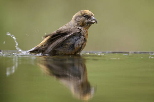 Ein ruhiger brauner Waldvogel genießt ein erfrischendes Bad, wobei sich sein Spiegelbild perfekt im ruhigen Teichwasser widerspiegelt. - ADSF54258