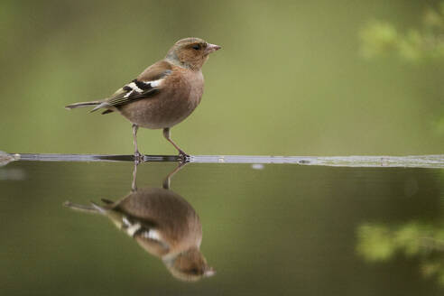 A serene image of a Chaffinch bird standing at water's edge, with a clear reflection underneath. - ADSF54259