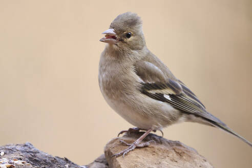 Eine detaillierte Nahaufnahme eines Buchfinkenweibchens (Fringilla coelebs), das ruhig auf einer felsigen Oberfläche vor einem weichen beigen Hintergrund hockt. - ADSF54260