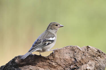 A serene Chaffinch bird calmly perched on a weathered wooden log against a smooth green background, showcasing the bird's natural environment. - ADSF54261