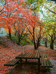 Holzbänke inmitten des leuchtenden Herbstlaubs, umgeben von roten und gelben Blättern, in einer ruhigen Parklandschaft, die einen friedlichen Ort der Entspannung bietet. - ADSF54265