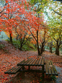 Holzbänke inmitten des leuchtenden Herbstlaubs, umgeben von roten und gelben Blättern, in einer ruhigen Parklandschaft, die einen friedlichen Ort der Entspannung bietet. - ADSF54265