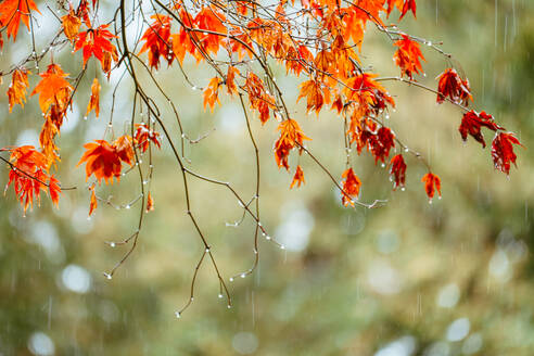 Eine ruhige Szene fängt Regentropfen ein, die an leuchtend roten Herbstblättern haften, und bietet ein Bild von natürlicher Gelassenheit und saisonaler Schönheit. - ADSF54266