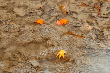 Lebendige Herbstblätter treiben auf einer sanft gekräuselten Wasseroberfläche, die vom leisen Prasseln des Regens gezeichnet ist, und schaffen eine heitere und stimmungsvolle jahreszeitliche Szene. - ADSF54268