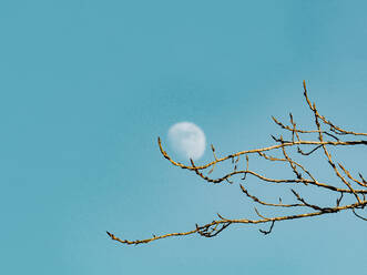 A serene daytime scene with a waxing moon visible through delicate tree branches against a clear blue sky. - ADSF54269