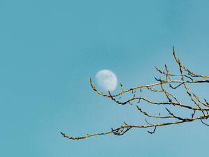 A serene daytime scene with a waxing moon visible through delicate tree branches against a clear blue sky. - ADSF54269