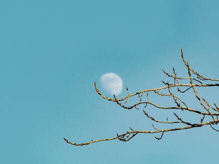 Eine heitere Tagesszene mit dem zunehmenden Mond, der durch zarte Baumzweige vor einem klaren blauen Himmel sichtbar ist. - ADSF54269