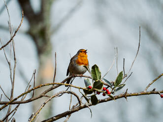 Ein lebhaftes Rotkehlchen sitzt auf einem beerenbewachsenen Zweig vor einem weichen, unscharfen Hintergrund, der die Schönheit der Vogelwelt zeigt. - ADSF54270