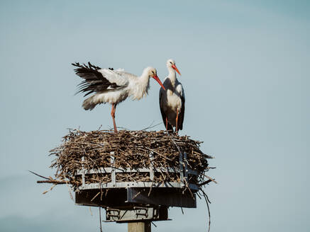 Ein Weißstorchpaar lässt sich auf seinem großen Nest auf einem Pfahl nieder. Der blaue Himmel in der Nähe der farbenfrohen Klippen von Jaizkibel in Gipuzkoa unterstreicht die natürliche Schönheit der Gegend. - ADSF54271