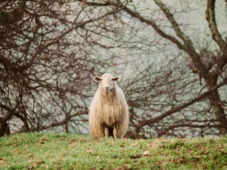 A solitary sheep with a thick fleece stands on a lush hillside at the coloured cliffs of Jaizkibel in Gipuzkoa, Spain, offering a serene pastoral scene. - ADSF54272