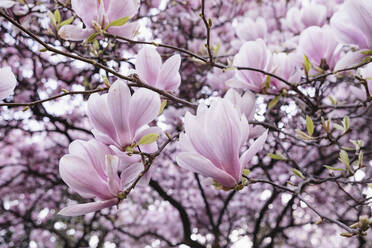 Croatia, Zagreb. Branch of blooming magnolia in a city park - KVBF00080