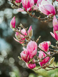 Kräftige rosa Magnolienblüten blühen vor einem weichzeichnenden Hintergrund und fangen die Essenz des Frühlings ein. - ADSF54310