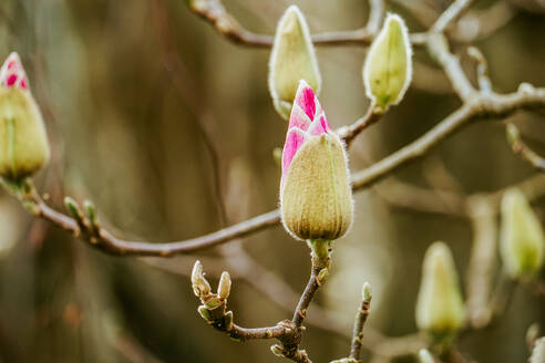 Nahaufnahme von samtigen Magnolienknospen mit leuchtend rosafarbenen Spitzen, die die Ankunft des Frühlings ankündigen. - ADSF54311