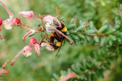 Eine Hummel, die Nektar von rosa Blütenknospen vor einem zartgrünen Hintergrund sammelt und damit die Essenz des Frühlings einfängt. - ADSF54312