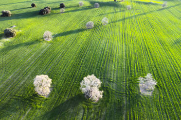 Eine Luftaufnahme, die die leuchtend grünen Muster des kultivierten Ackerlandes mit den runden Baumkronen einfängt. - ADSF54392